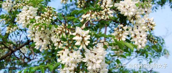 走着走着闻到了花香 - 知乎