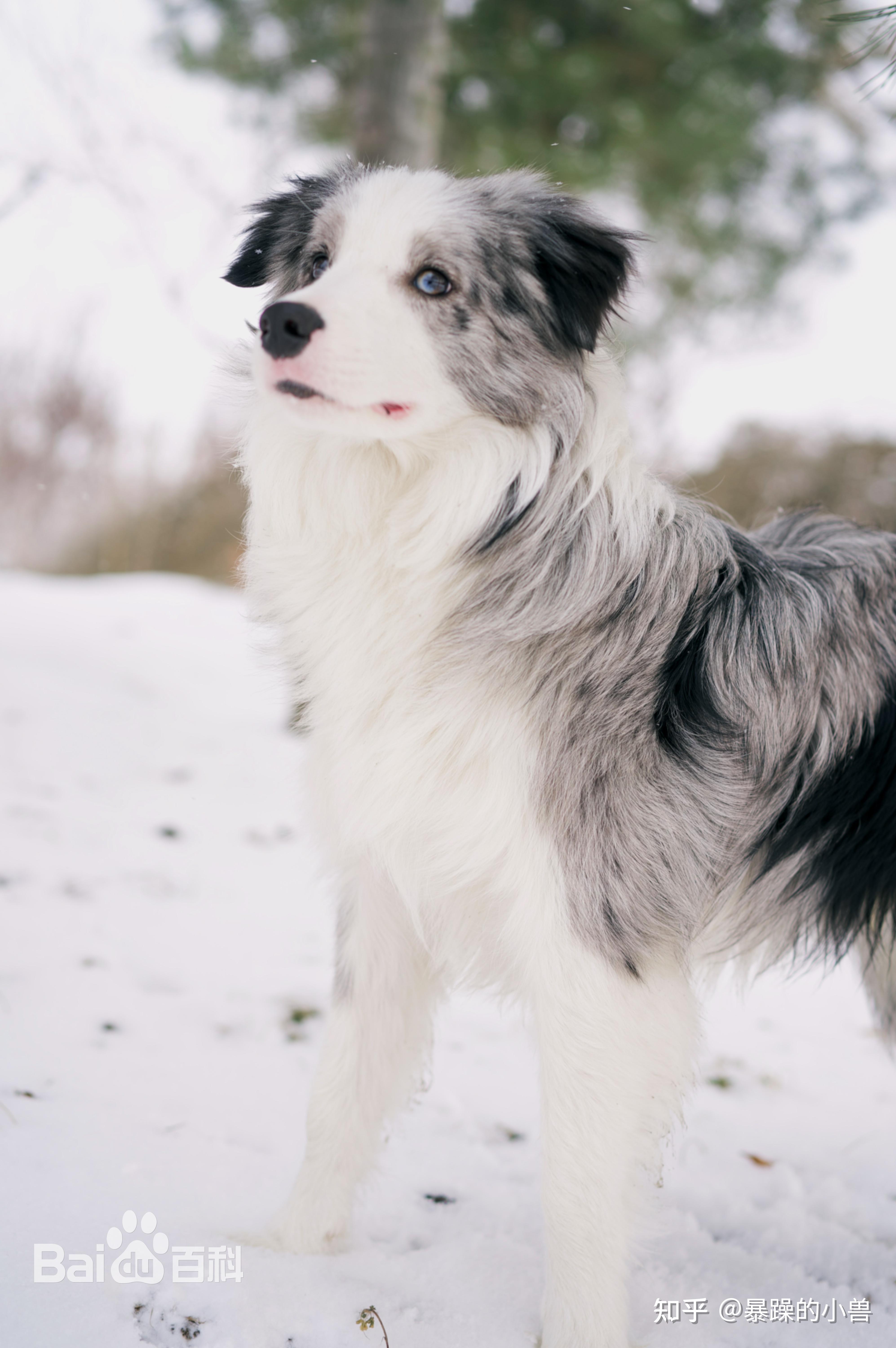 陨石边牧好还是黑白边牧好? - 知乎