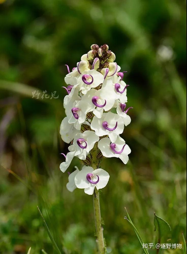 每周野花系列第14期——马先蒿 - 知乎