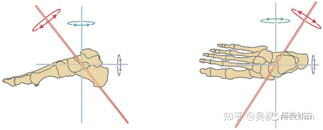 横跗关节——理解足踝损伤与生物力学的关键