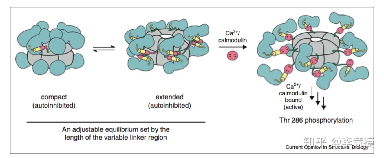细胞内的钙离子