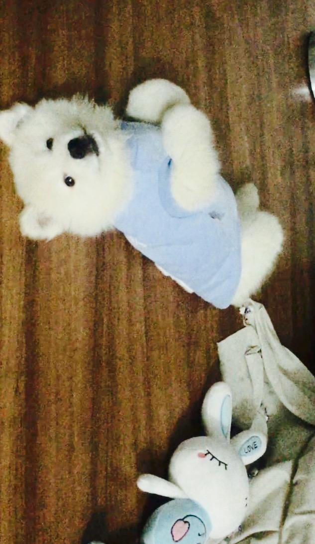 猫狗一起养是种怎样的体验?