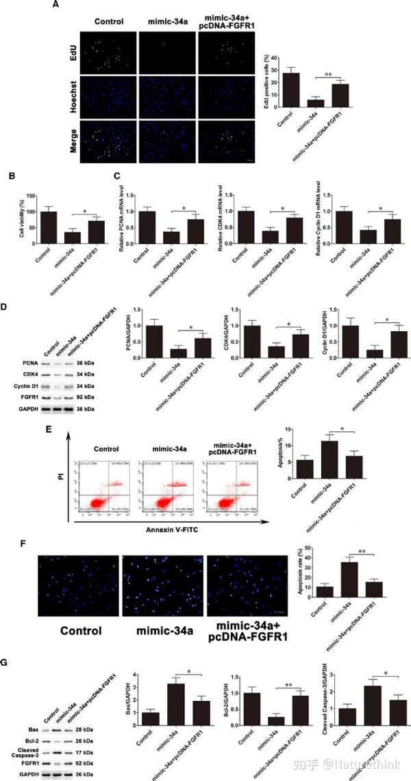 流体剪切应力通过 lncRNA TUG1/miR-34a/FGFR1 轴调控成骨细胞增殖和凋亡 - 知乎