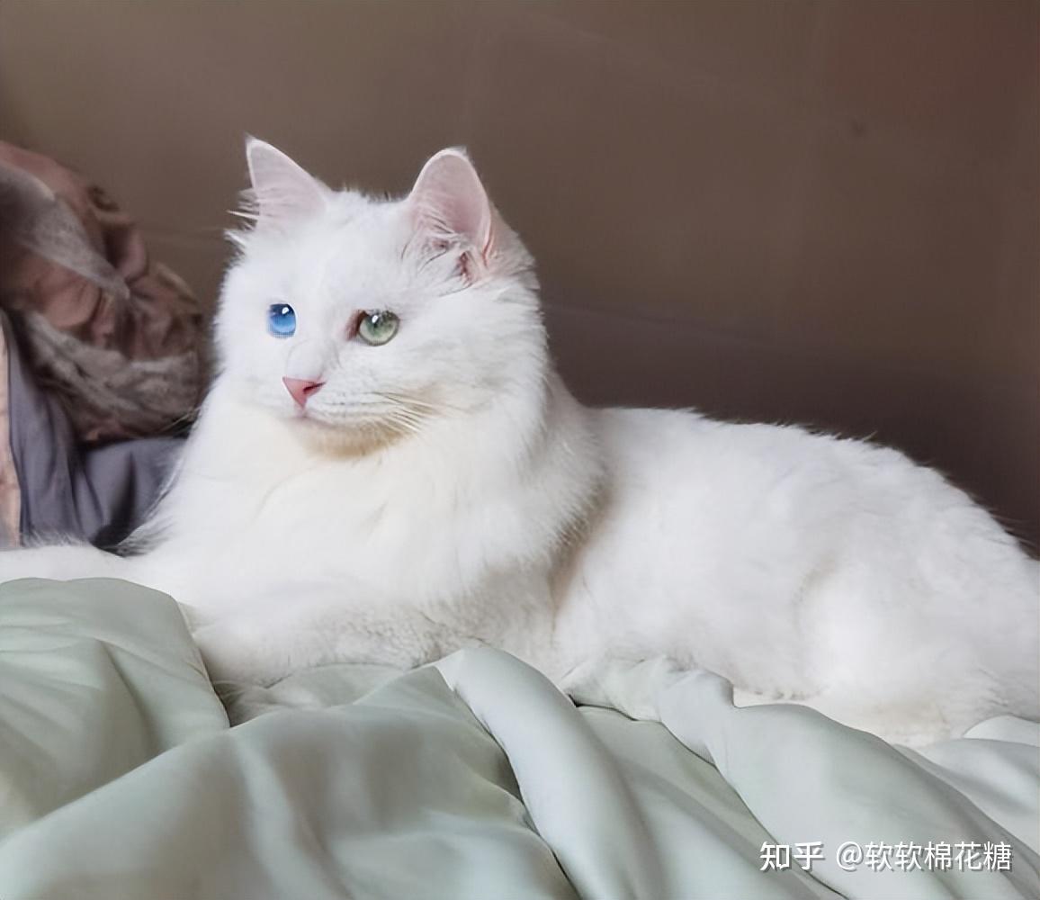 为什么同是田园猫，狸花猫成了“品种猫”，山东狮子猫却没有？ - 知乎