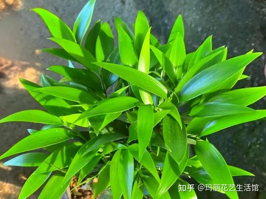 竹柏能驱蚊子吗？家有竹柏，福寿延绵，养护好它并不难 - 知乎