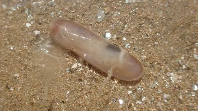 薄荚蛏siliqua pulchella幼蛏(摄影:潮间带生物句号)这种蛏子更偏好