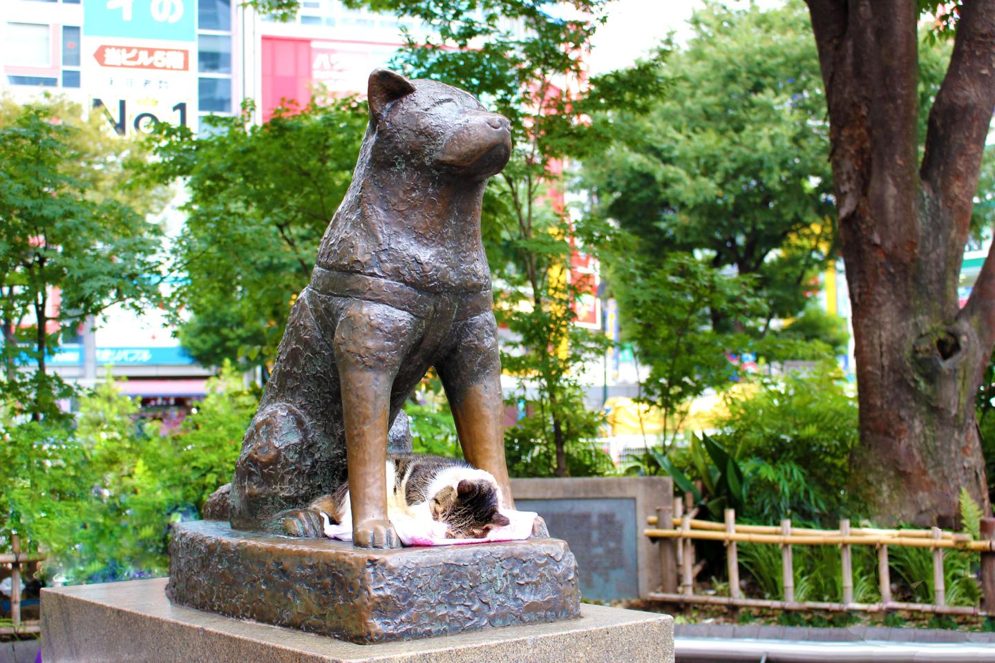 山手线系列之涩谷 2 忠犬八公 知乎 山手线系列之涩谷 2 忠犬八公 知乎