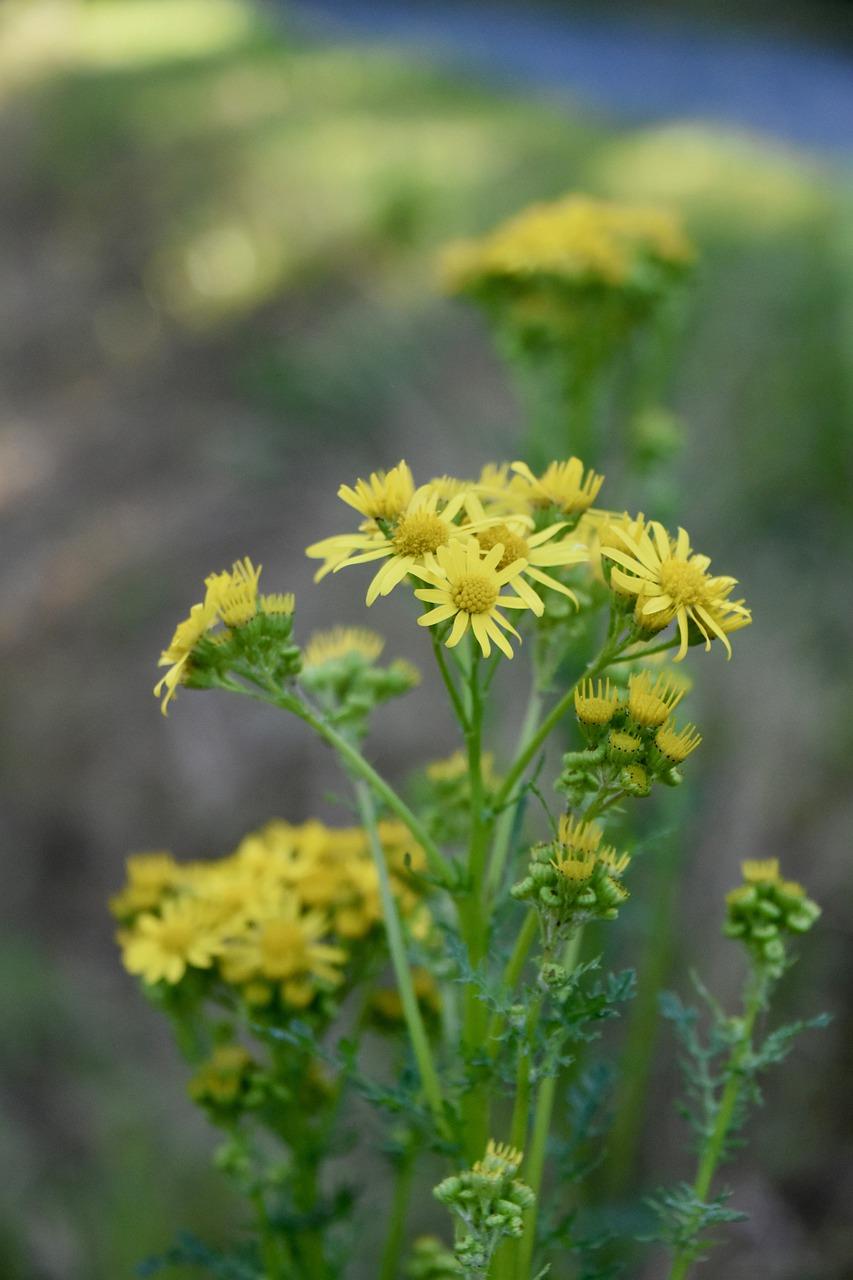 野菊花代表什么意思