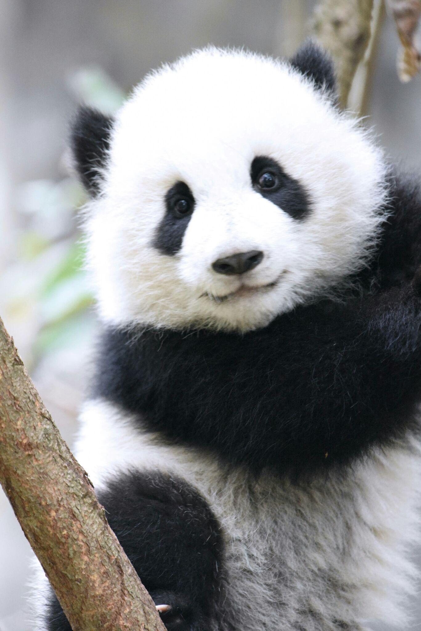 如何评价大熊猫的颜值?