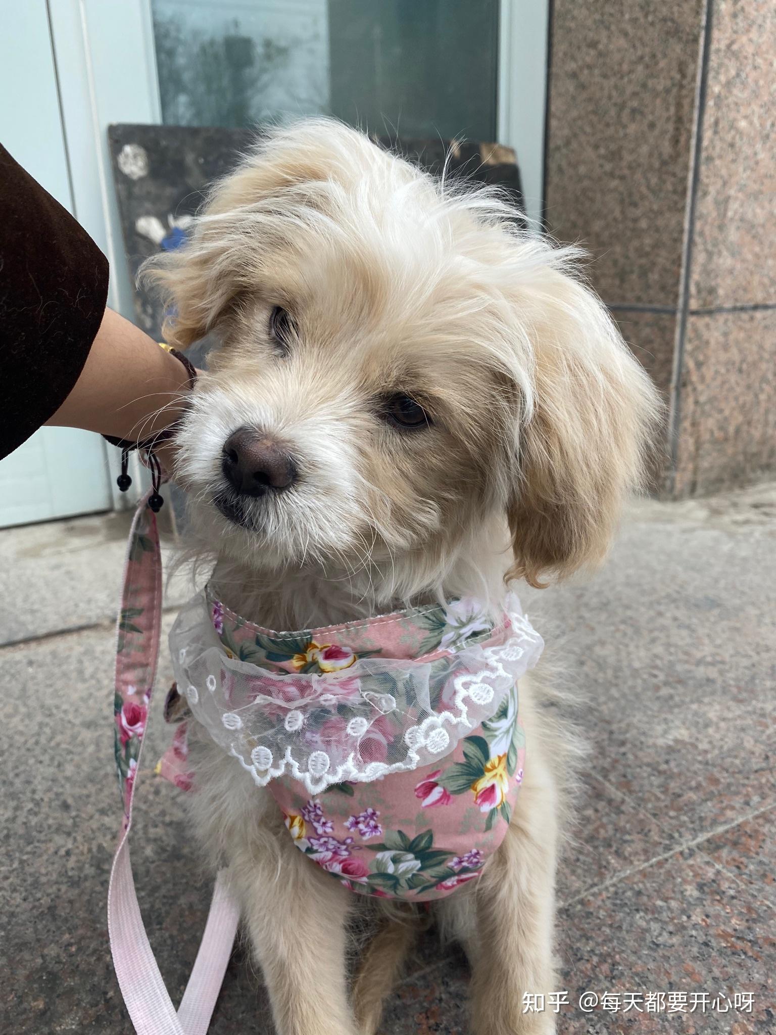 串串狗的颜值可以多高