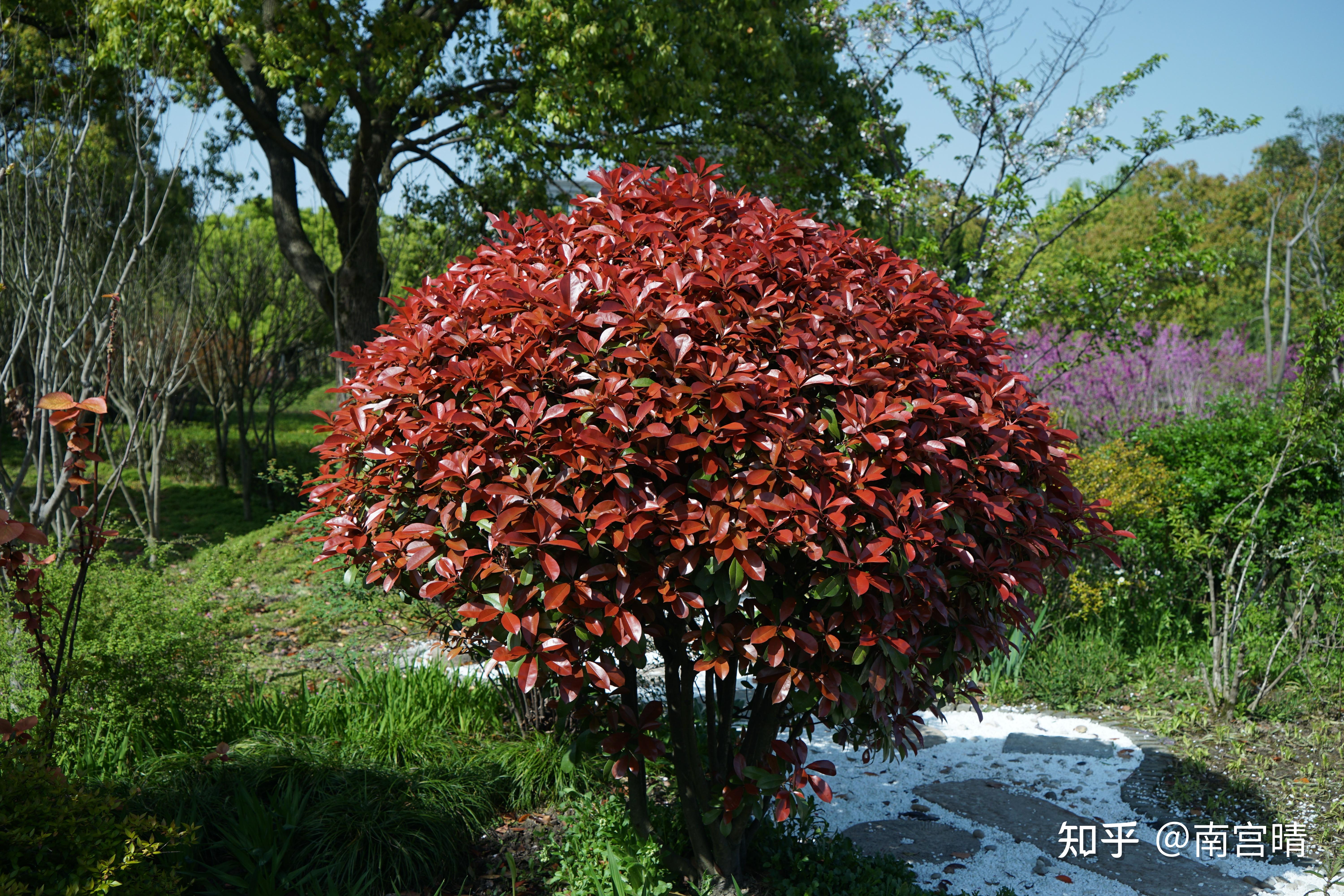 你认为应该用其他植物替代石楠花吗? - 知乎