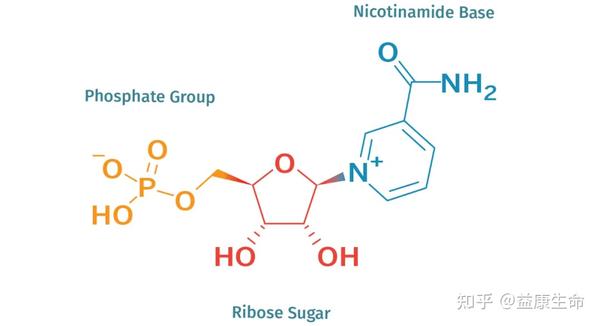 最全的NMN介绍手册 知乎