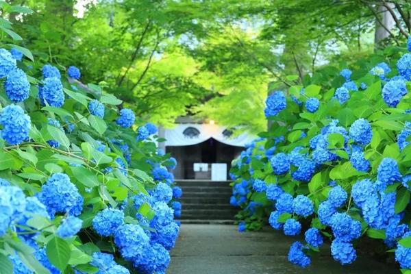 日本这些高颜值的紫阳花海 美得让人窒息 知乎