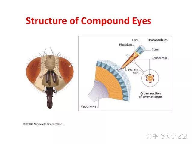 昆虫的复眼结构图片
