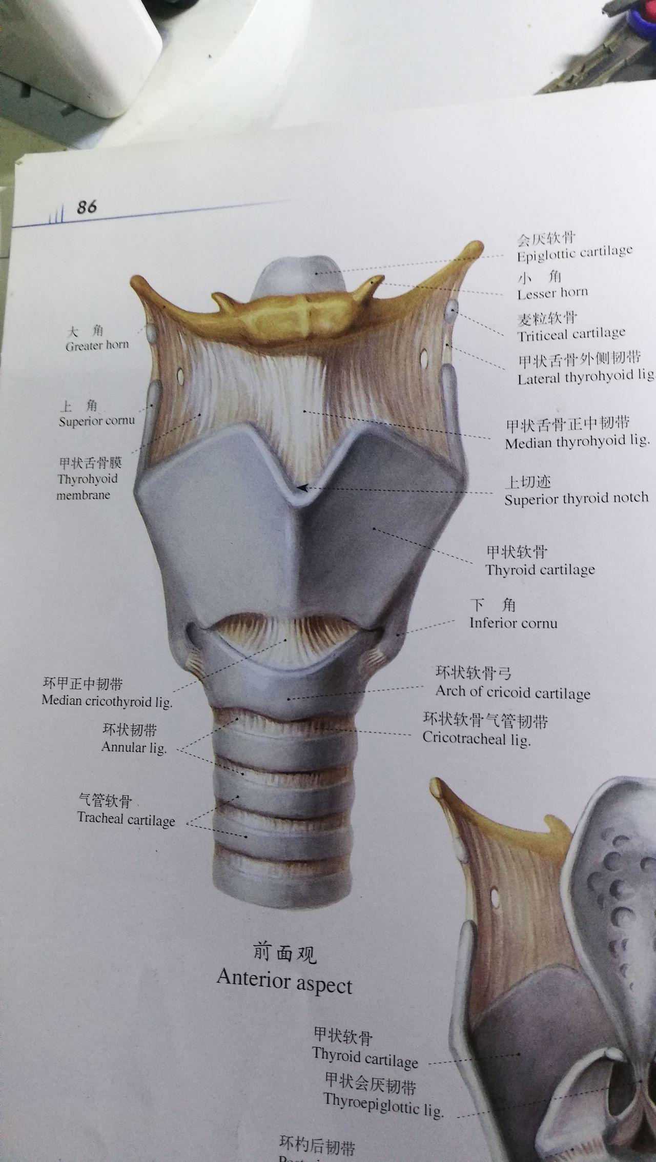 喉结的位置图片