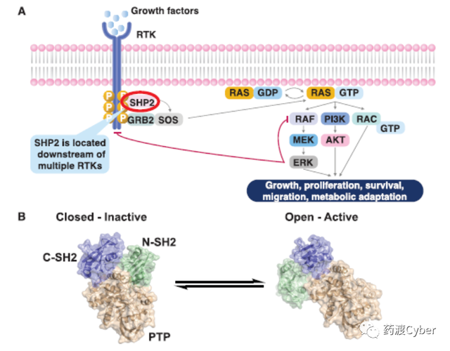 解析Relay Therapeutics开发的SHP2抑制剂GDC1971(RLY1971)优化 知乎