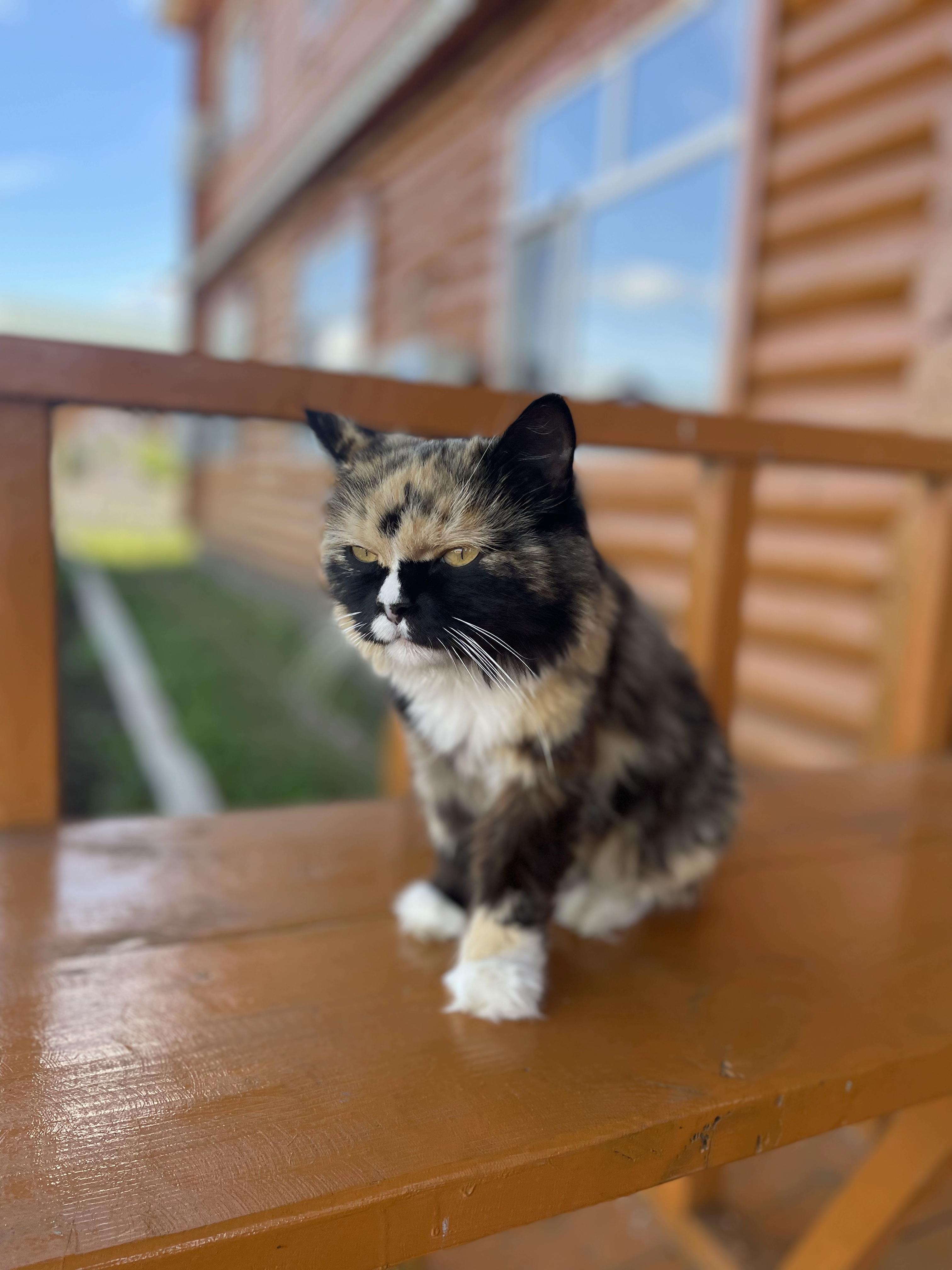 狸花猫可以漂亮到什么程度