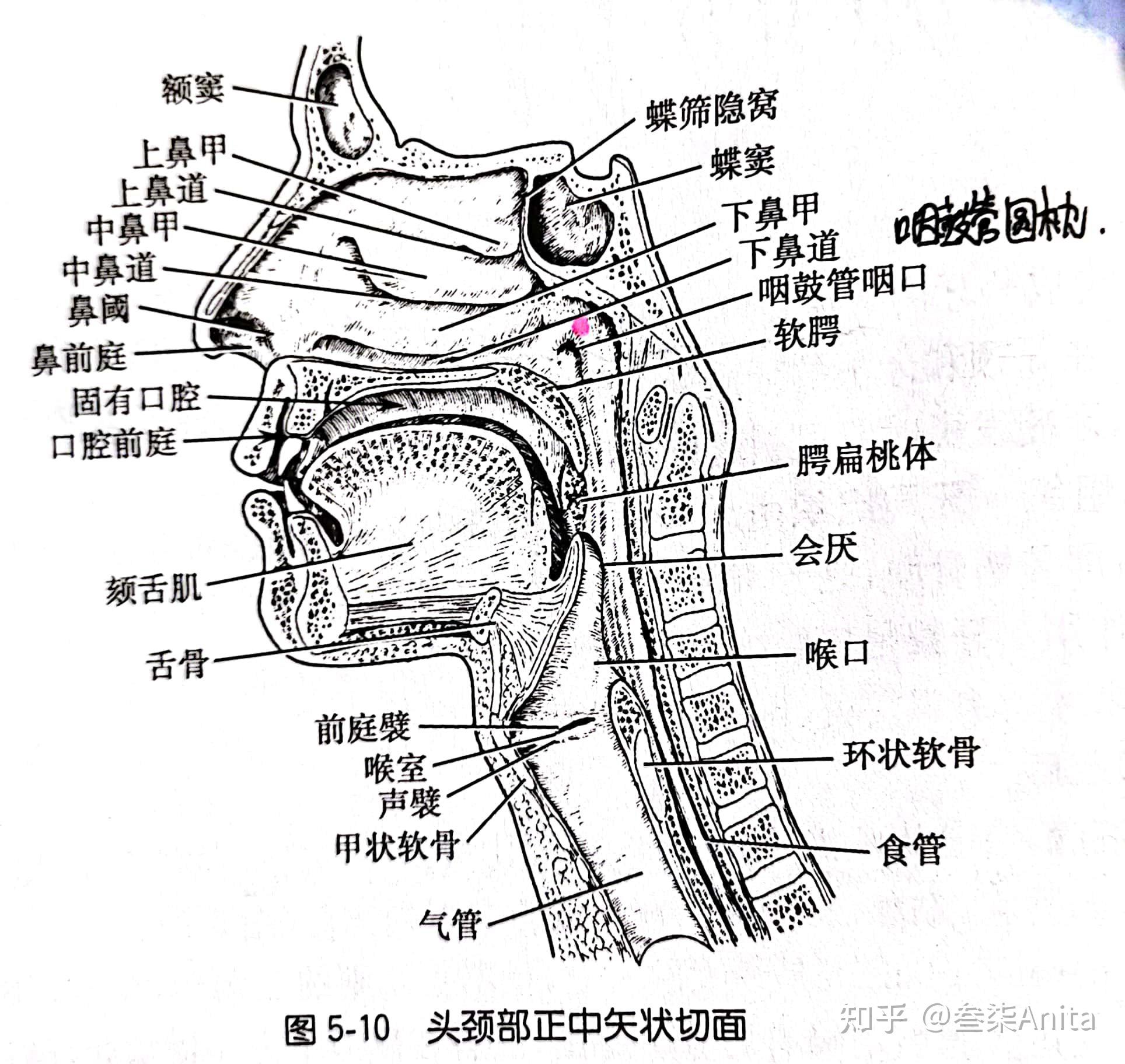 与构造消化器官概述(左侧图),肝脏胃脾大肠于腹壁的体表投影(右侧图)