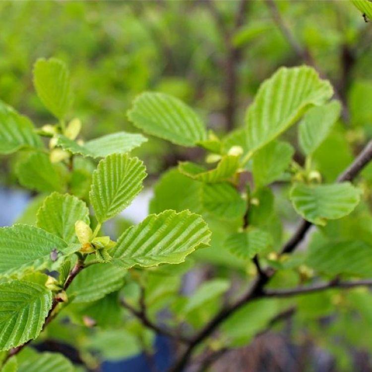 中国特有种和福建重要的乡土树种之一桤木