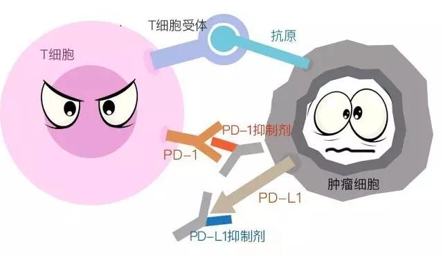 v2-42cd7500b74fea077fe21ed75aaeb95a_1440w.jpg?source=172ae18b