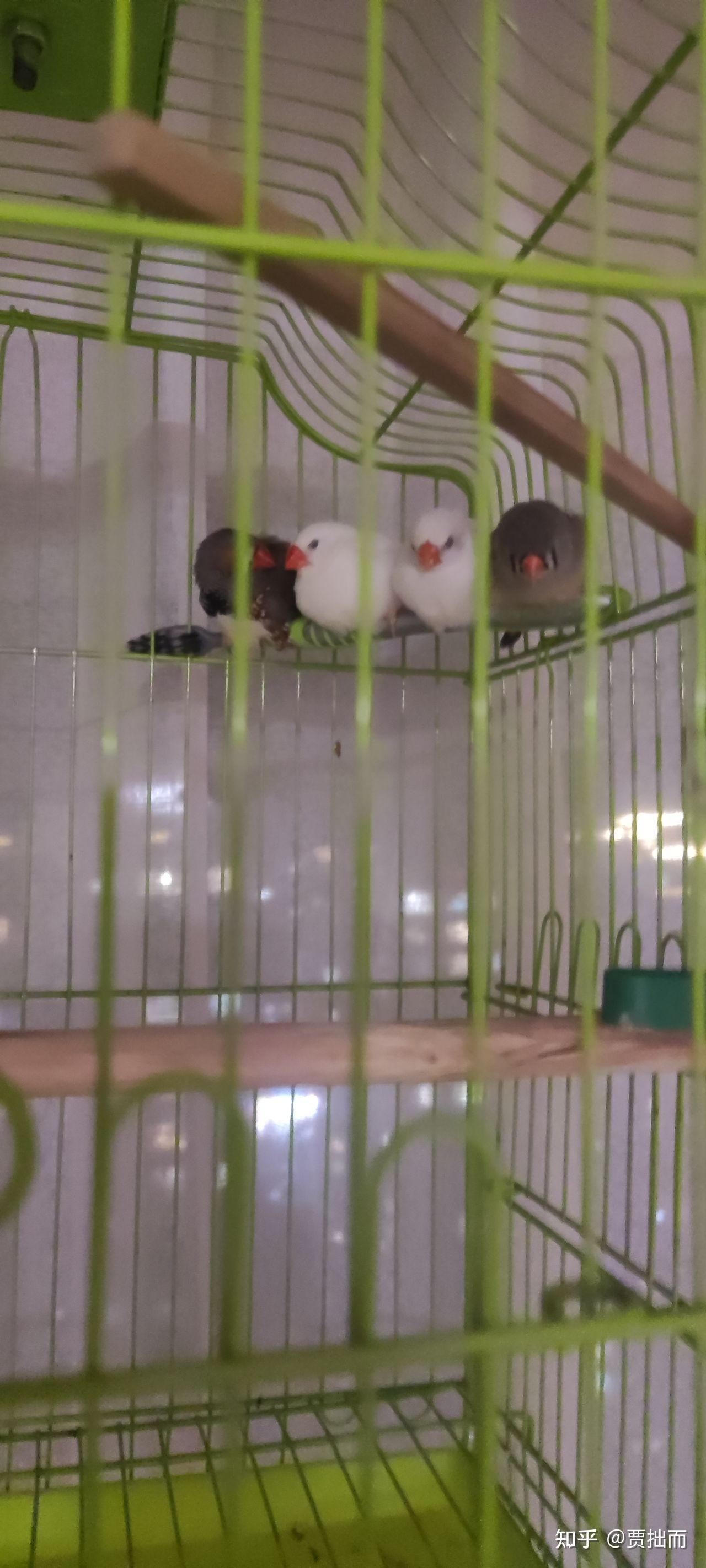 如何养好珍珠鸟