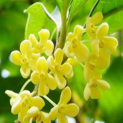 老花农教你种桂花 开花更多更香的秘密都在这了 知乎 老花农教你种桂花 开花更多更香的秘密都在这了 知乎
