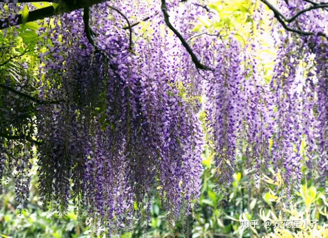 南方養紫藤花不開花品種要選對這4種紫藤兩廣福建都能養