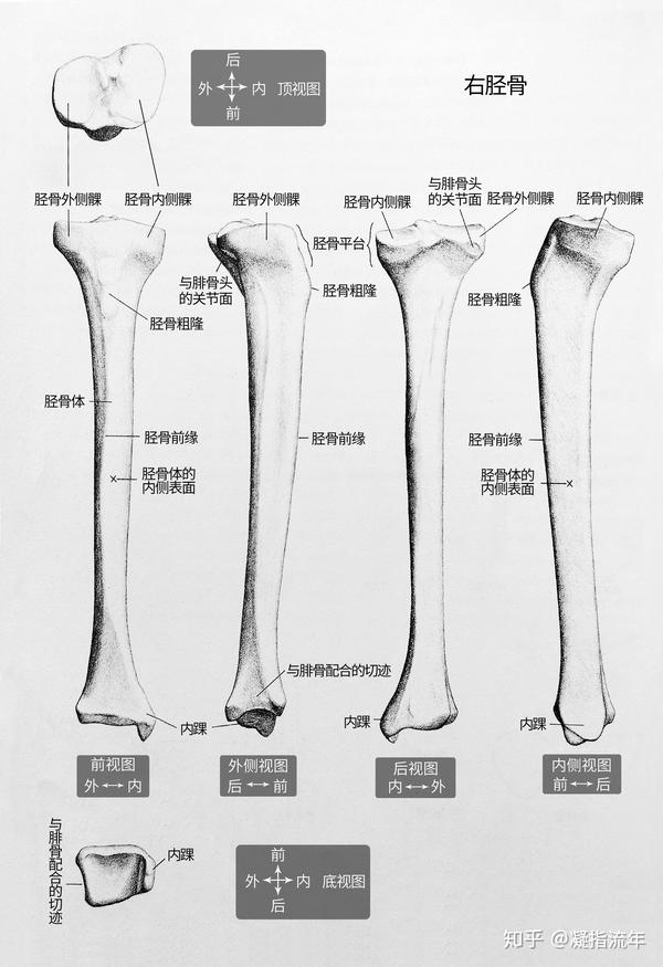 人体腿骨头结构图片图片