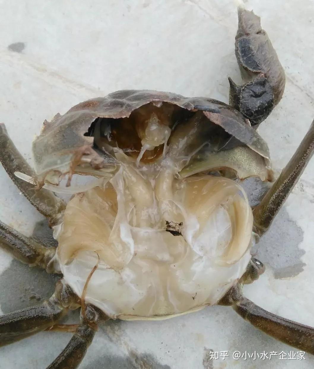 河蟹烂鳃黑鳃病爆发会引起河蟹大量死亡,应引起重视,防重于治!