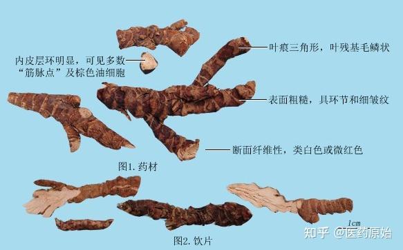 带你识别石菖蒲