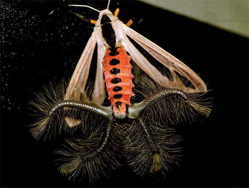 黑条灰灯蛾:四条特别显眼,令人毛骨悚然,不停跳动的长长卷须从怪虫的