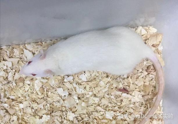 wistar大鼠1型和2型糖尿病模型对比找到区别一次学会两种模型构建