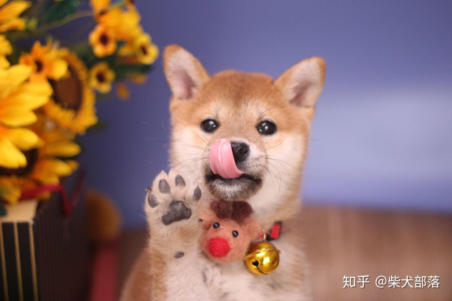 广州柴犬价格贵吗？柴犬价格是由什么决定的？ - 知乎