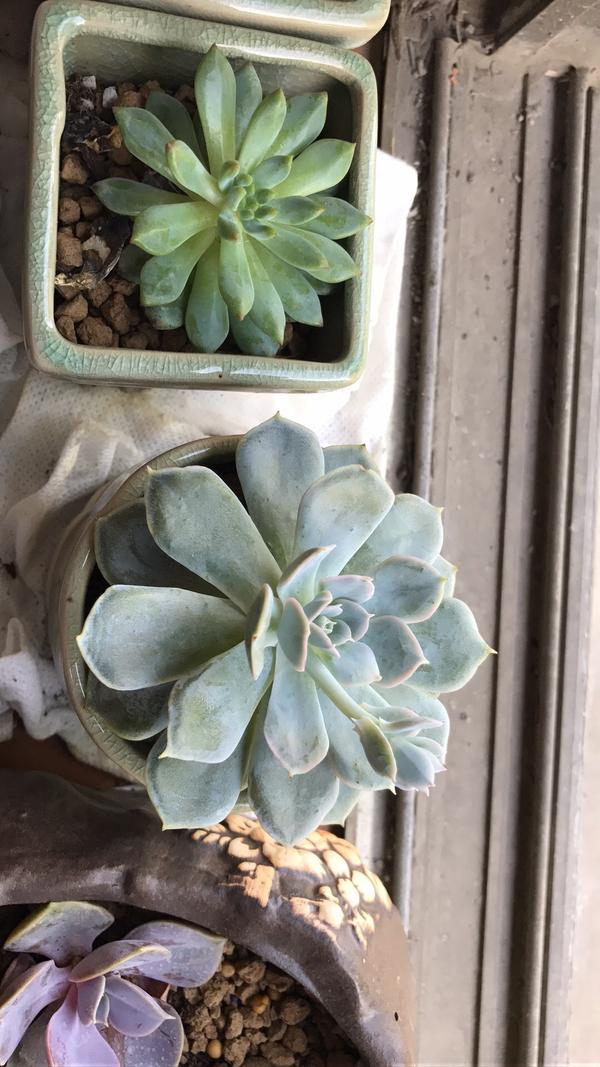 多肉新手，春季开始养殖，叶片从萎缩的样子长得越来越饱满，可是却很分散，怎么办呢？ - 知乎