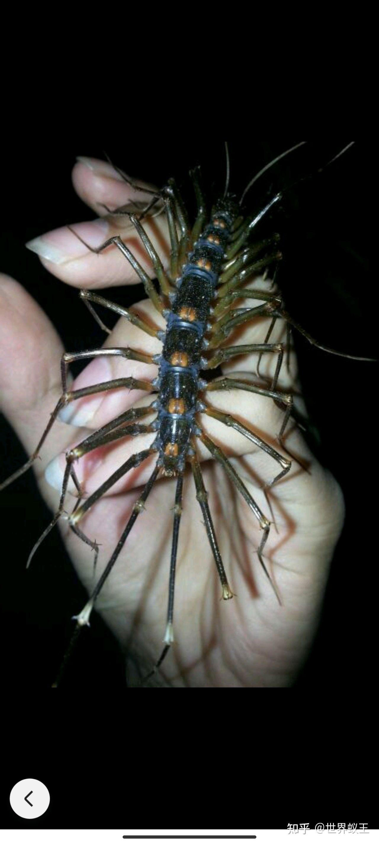 大家看看这是什么昆虫?