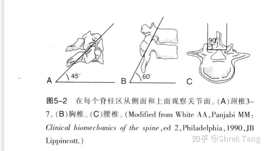 为什么胸椎上下关节突的关节面呈冠状位