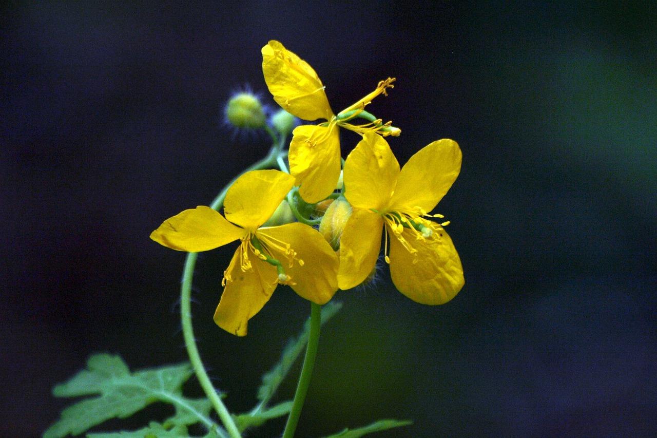 老树新枝的秘密