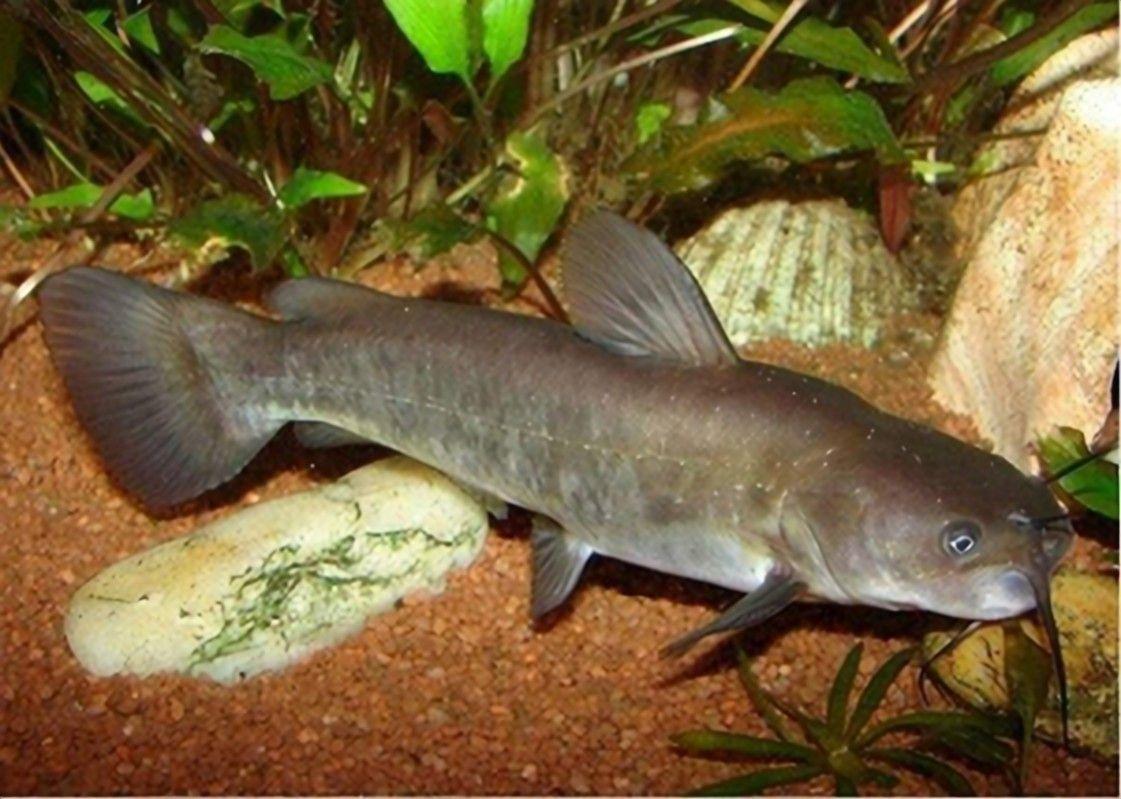 在鱼塘里钓到一条鲶鱼,请问那个大神知道是什么鱼吗?