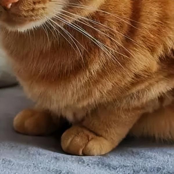 为什么全世界的猫咪都爱揣手手？ - 知乎