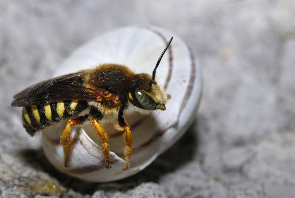 采脂蜂是骗局吗? - 知乎