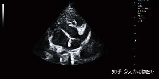 宠物彩超机实验室动物b超机动物科研b超 知乎