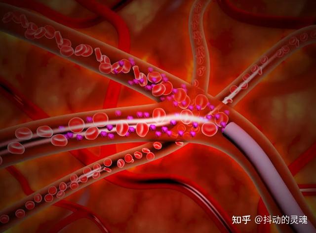 丹参和三七都能通血管，哪个更好？能不能长期吃？医生讲出真相 - 知乎