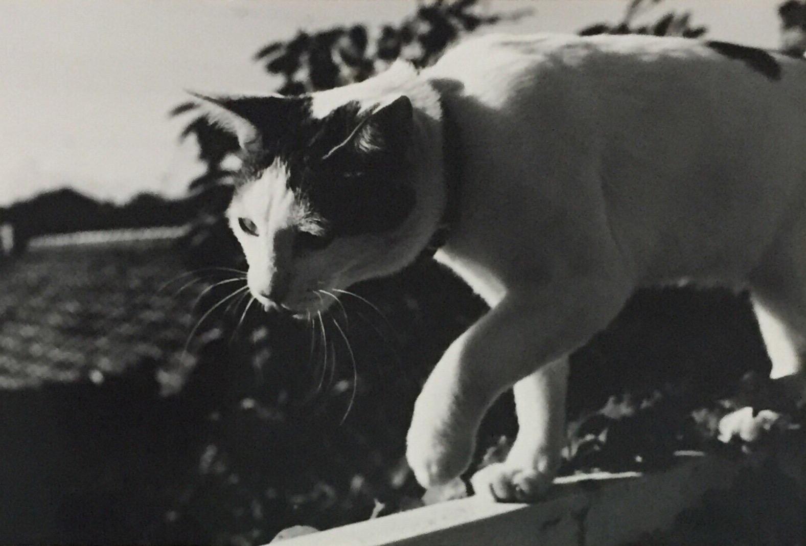 东京都写真美术馆top收藏展 知乎