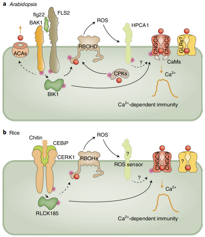 第二信使——钙离子（二） - 知乎