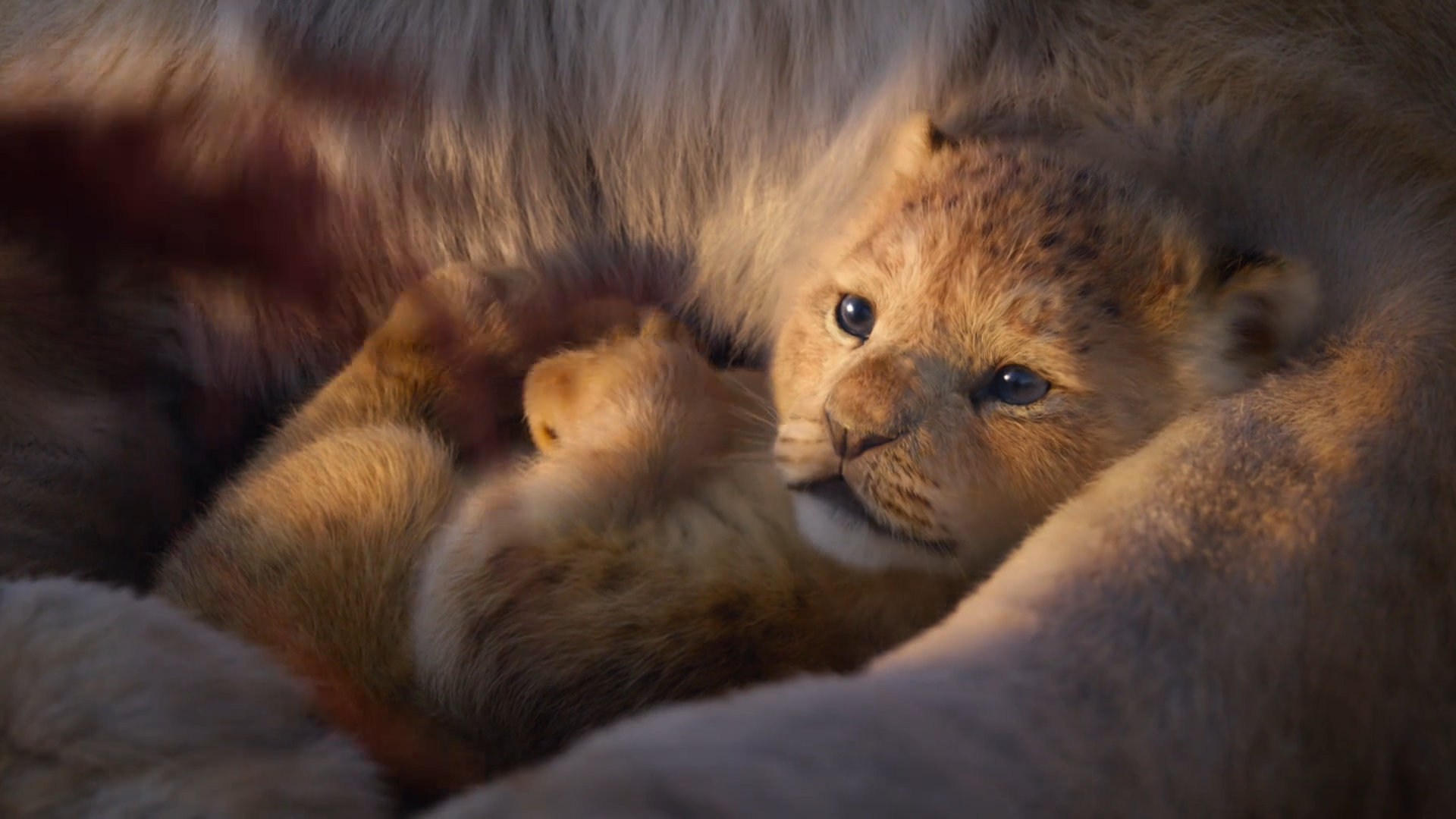 262狮子王hakunamatata