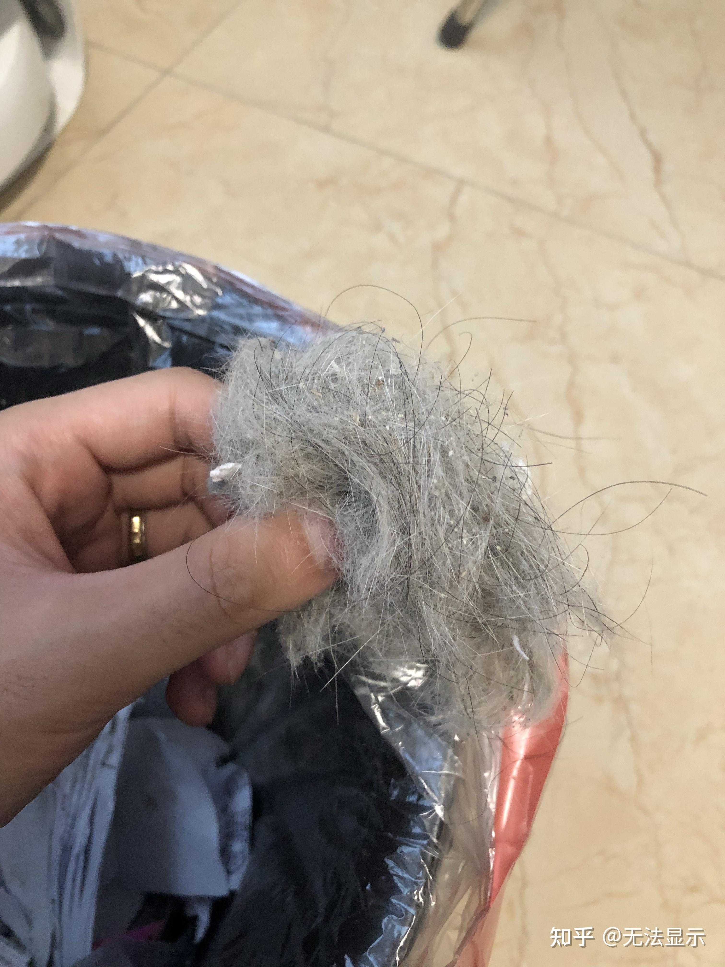 猫咪夏天掉毛十分厉害怎么办