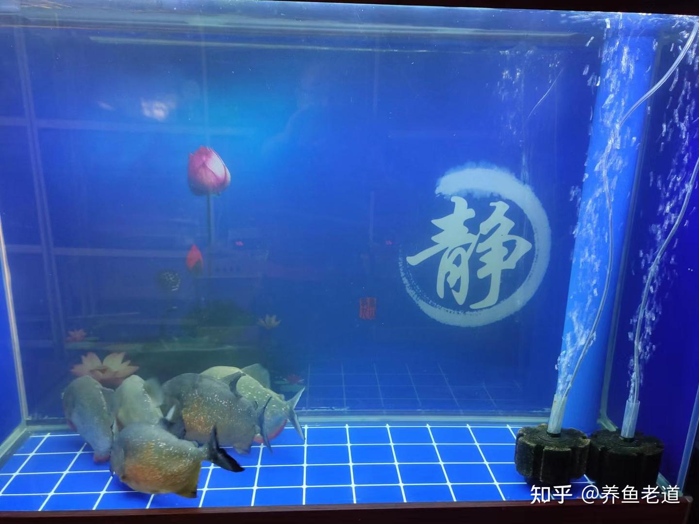 鱼缸水质严重白浊,五天才稳定下来,清晰度是一缸好水的灵魂 - 知乎