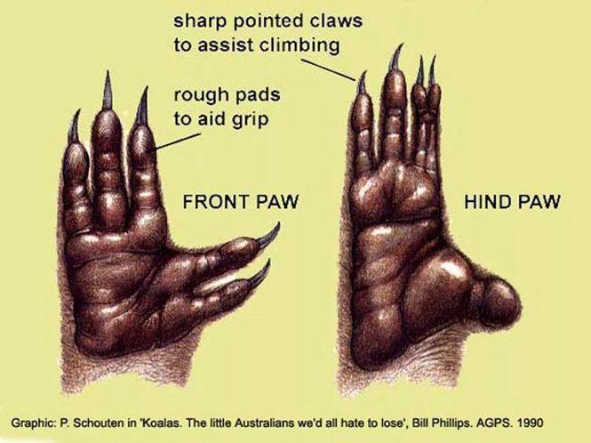 且大脚趾上不长尖锐的爪.