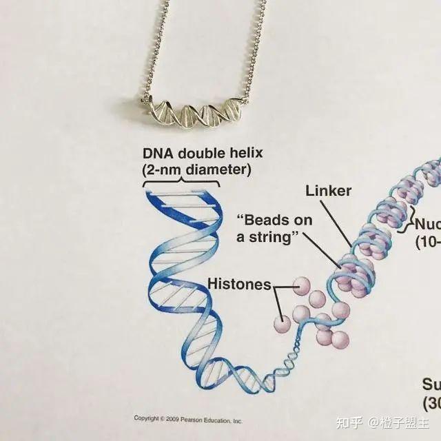 浦肯野細胞項鍊圖片內耳項鍊圖片阿特拉斯項鍊圖片線粒體項鍊圖片系統