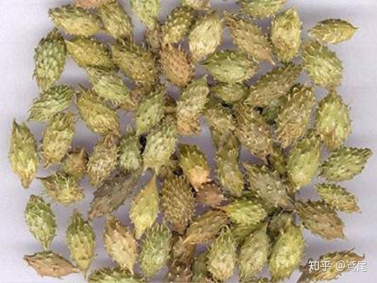 在农村田地里走着会被一种中草药粘在裤腿上,这种中草药可以降血压,叫